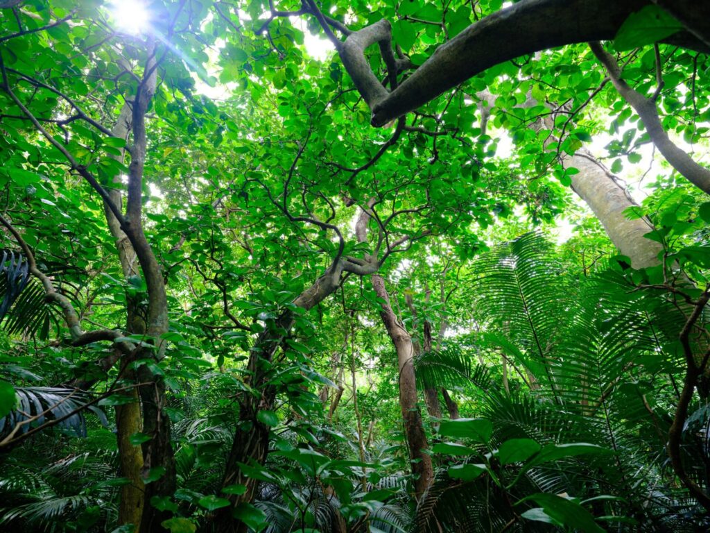 石垣島の自然豊かなジャングル