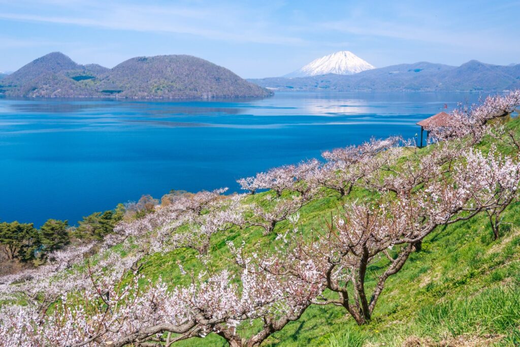 北海道壮瞥町、梅が咲く時期の羊蹄山と洞爺湖