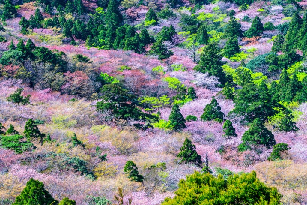 屋久島の太鼓岩にさく見事な桜
