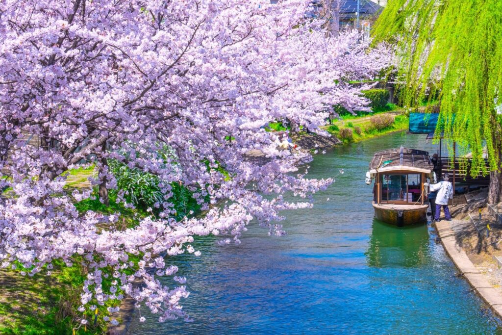 京都観光で訪れたい運河の桜と伏見十石舟