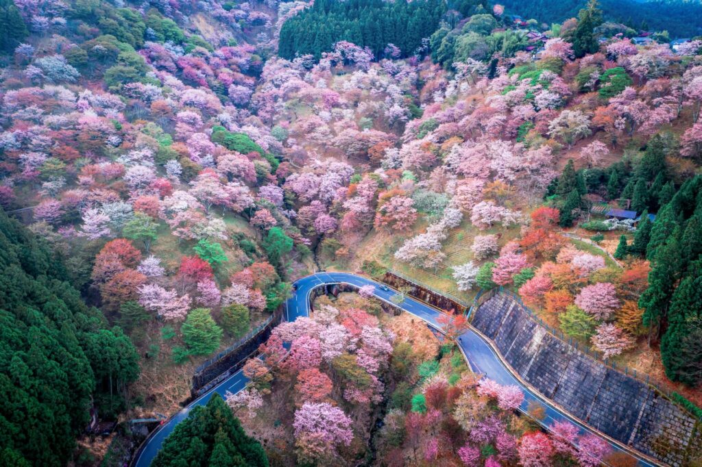 奈良県吉野山の千本桜