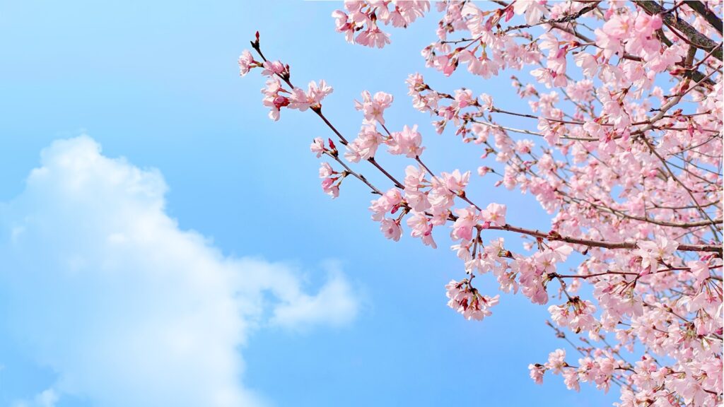 春には見事に咲き誇る宝登山神社の桜並木