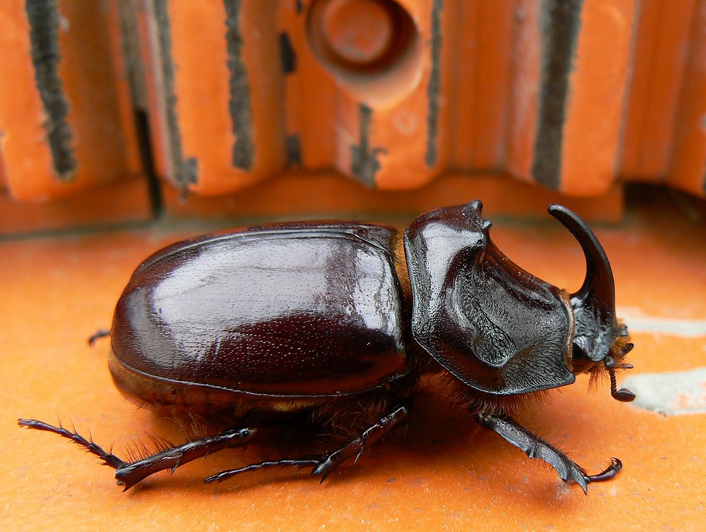 カブトムシイメージ