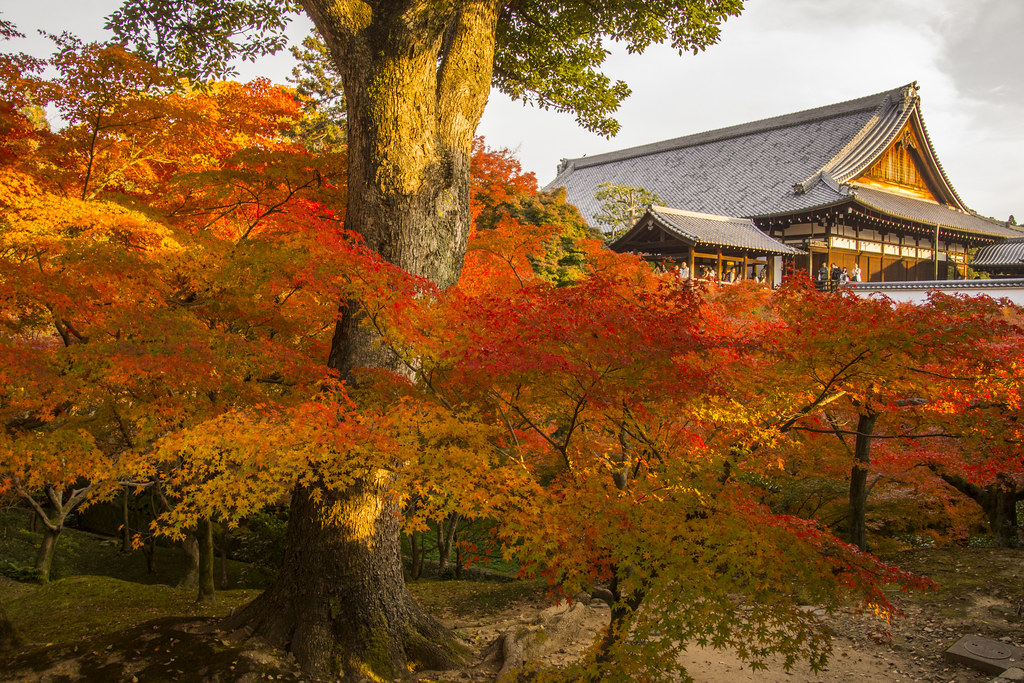9月下旬から始まる東福寺の紅葉