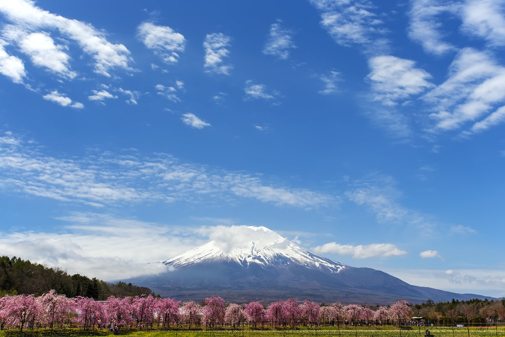 山中湖花都公園からみる富士山