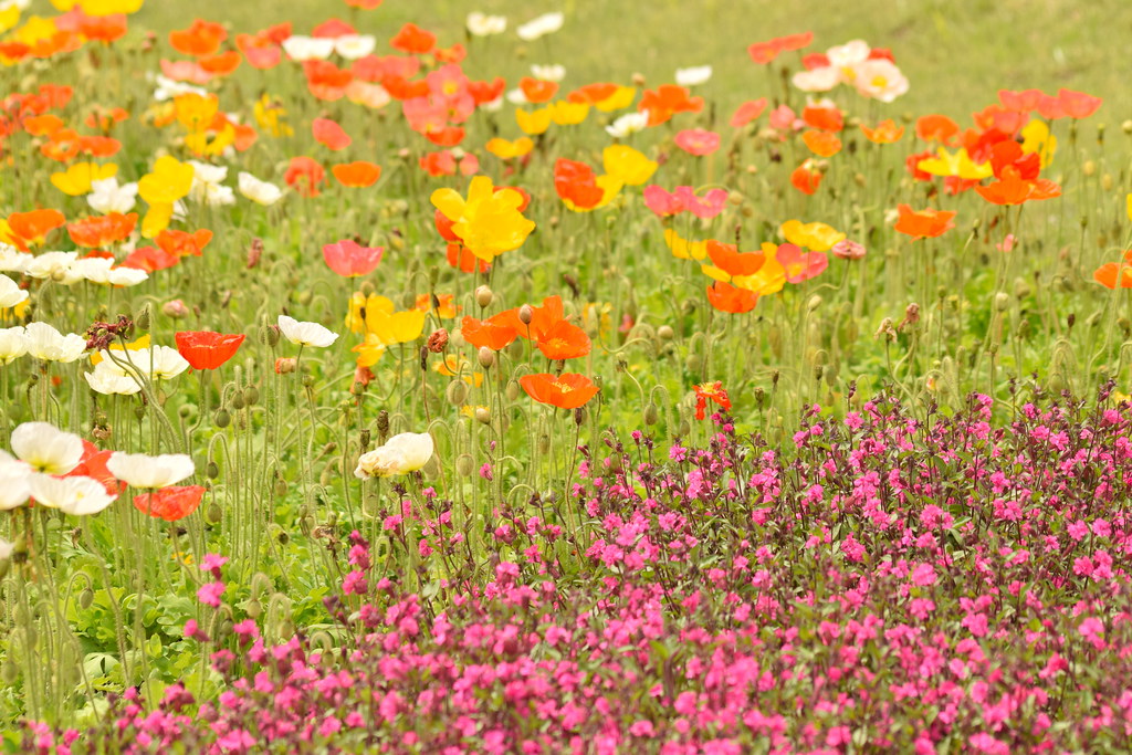 くじゅう花公園に咲く花