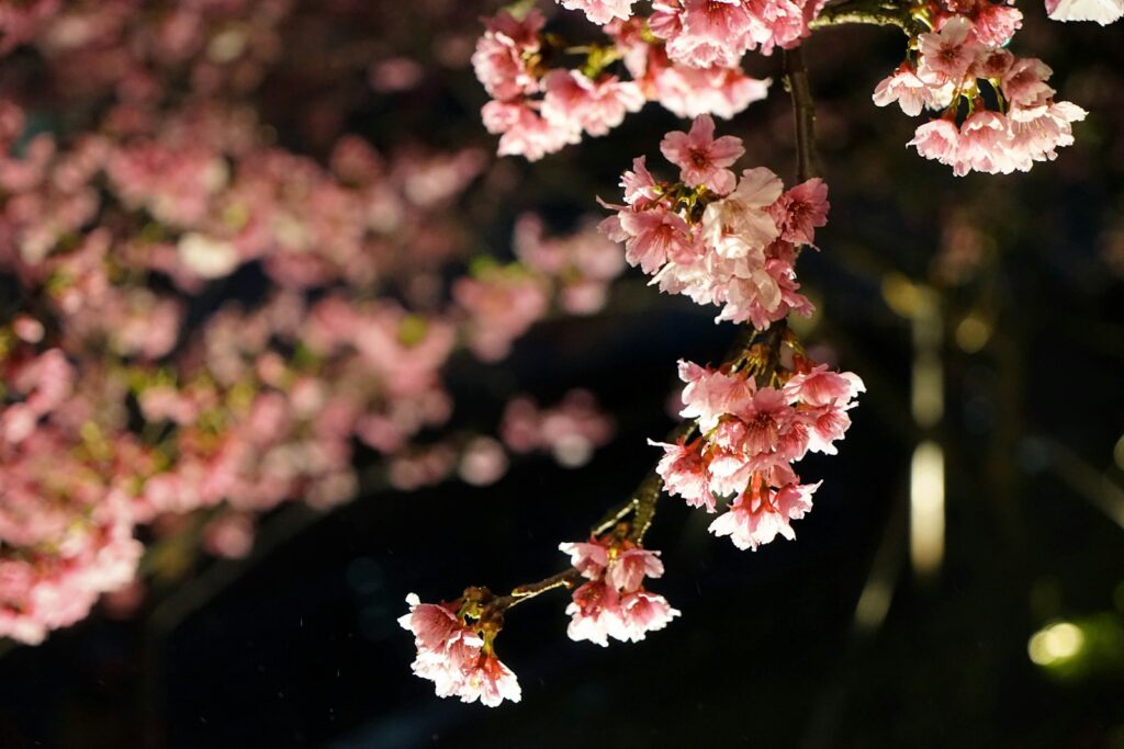 吉野の夜は幻想的な桜色に