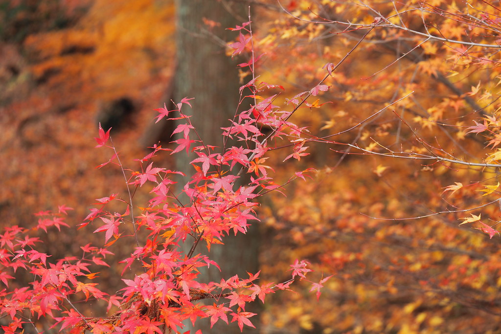 温泉寺の紅葉イメージ