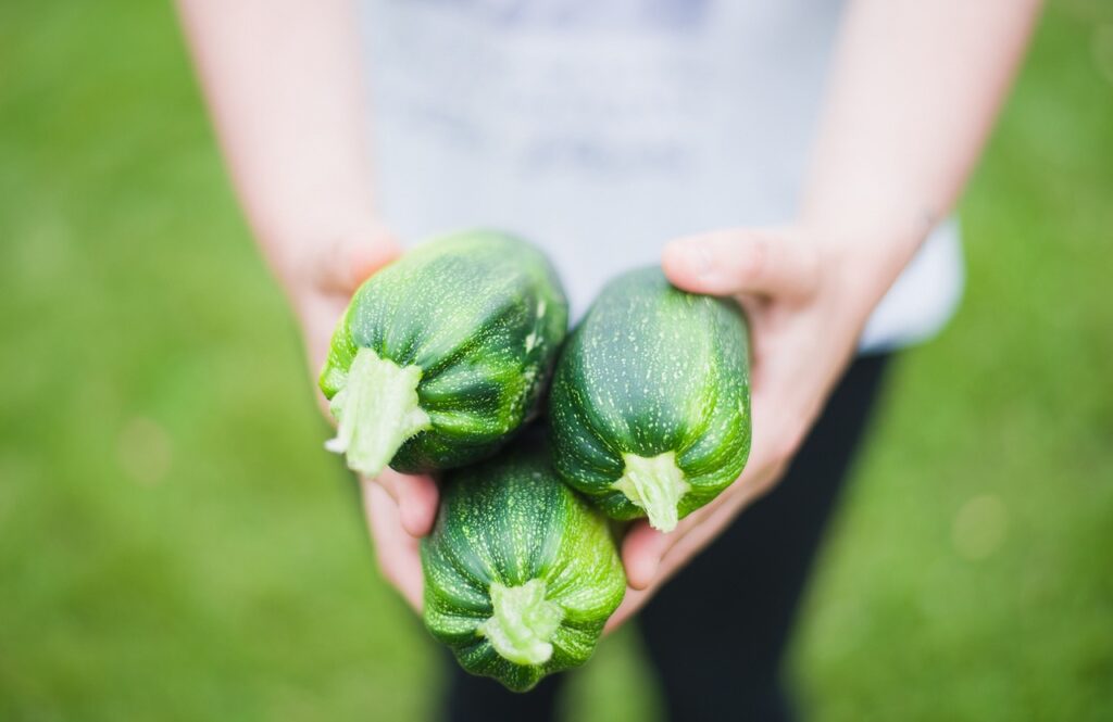 8月下旬の北海道で夏野菜の収穫イメージ