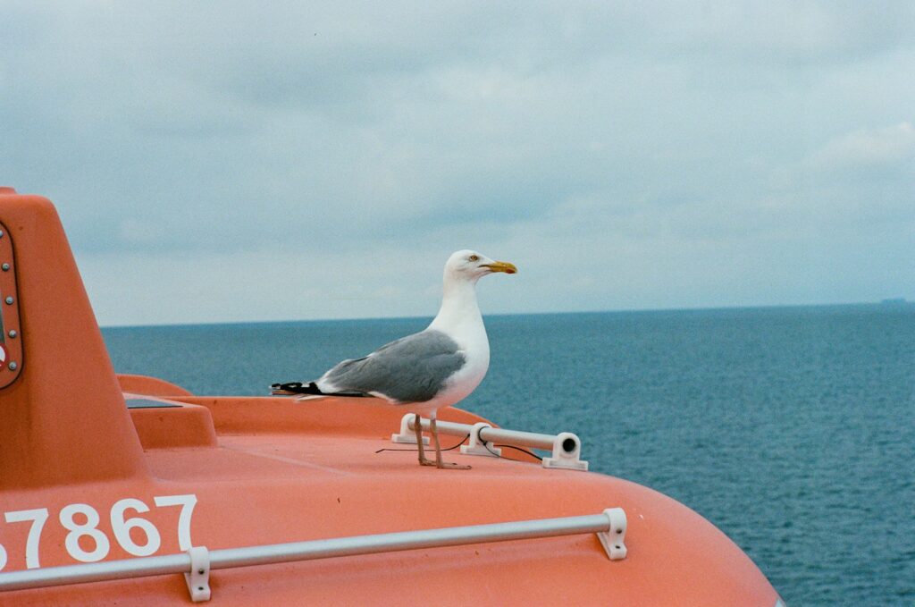 white and grey bird on orange boat