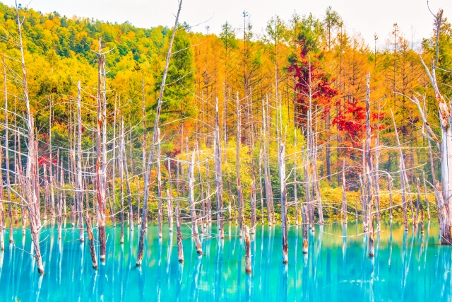 北海道で人気の絶景スポット「青い池」で見る紅葉