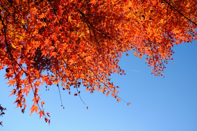宮崎の秋の紅葉スポットのイメージ画像