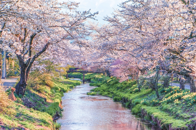 桜の時期の忍野八海