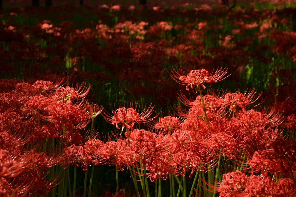 花を楽しむ9月の関東観光でおすすめな巾着田曼珠沙華公園