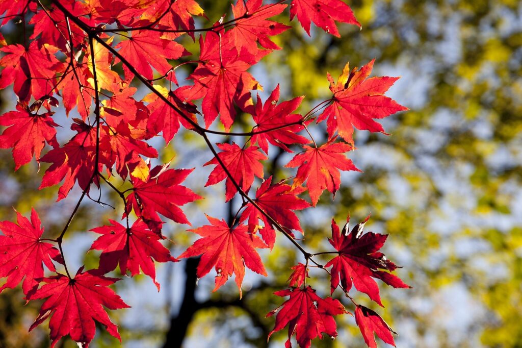 志賀高原観光、紅葉のイメージ