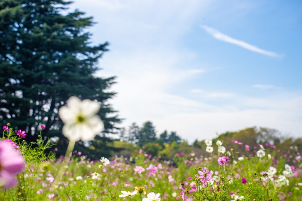花を楽しむ9月の関東観光でおすすめな国営昭和記念公園