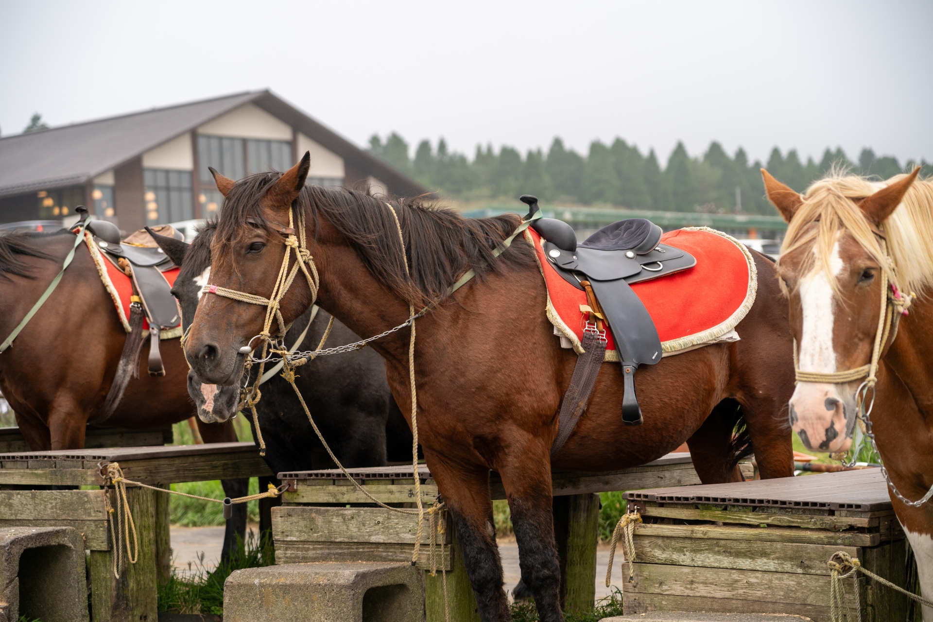 阿蘇山で楽しめる乗馬体験