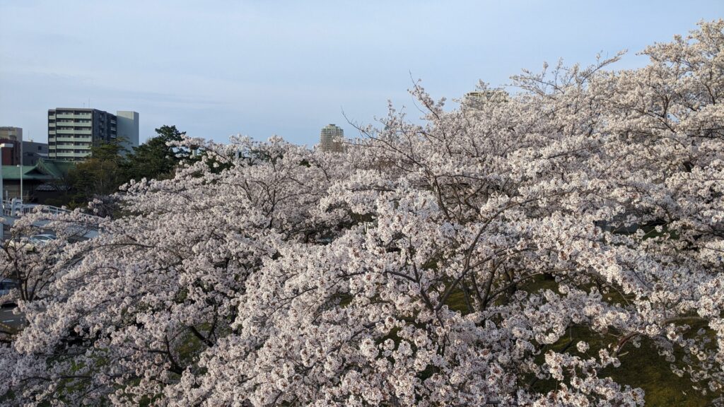 満開の桜が見頃の白山公園