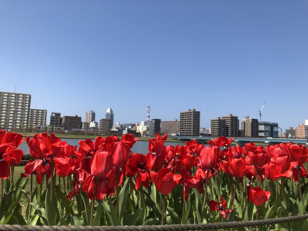 五泉市のチューリップ畑と新潟市の街並み