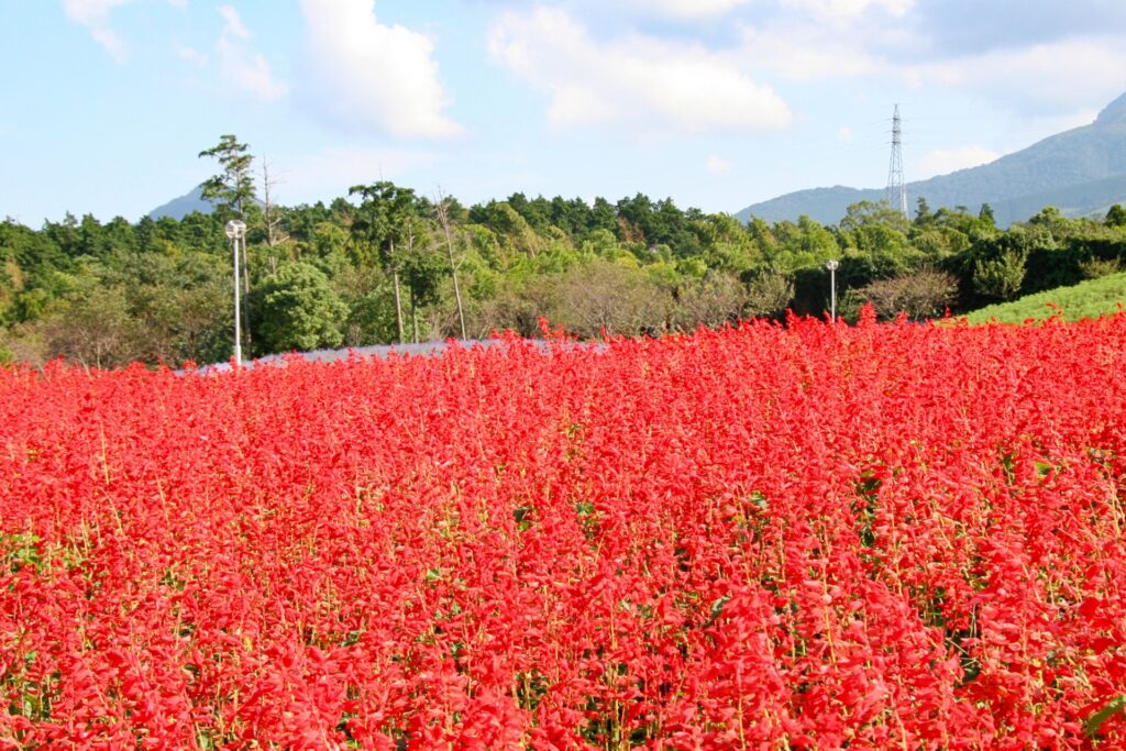 9月に行きたい茨城県の花観光スポット