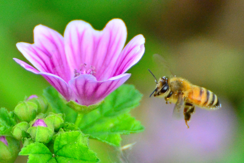 養蜂体験で自然を満喫
