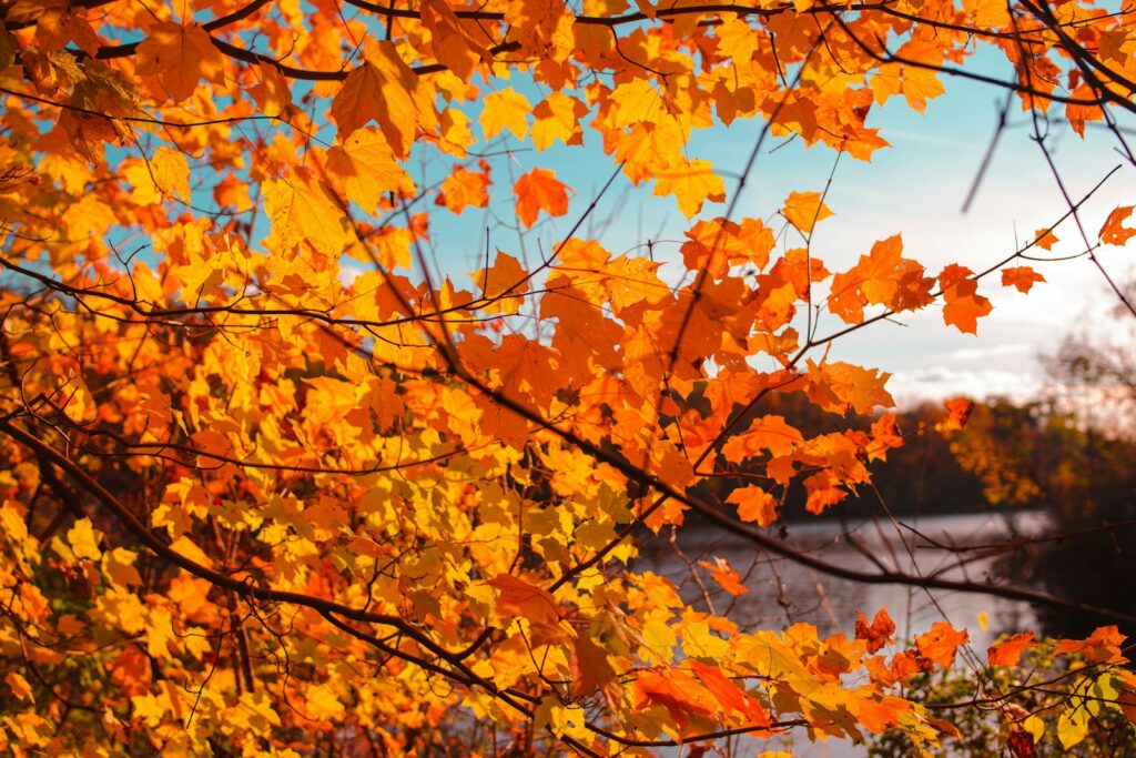 秋の紅葉の景色