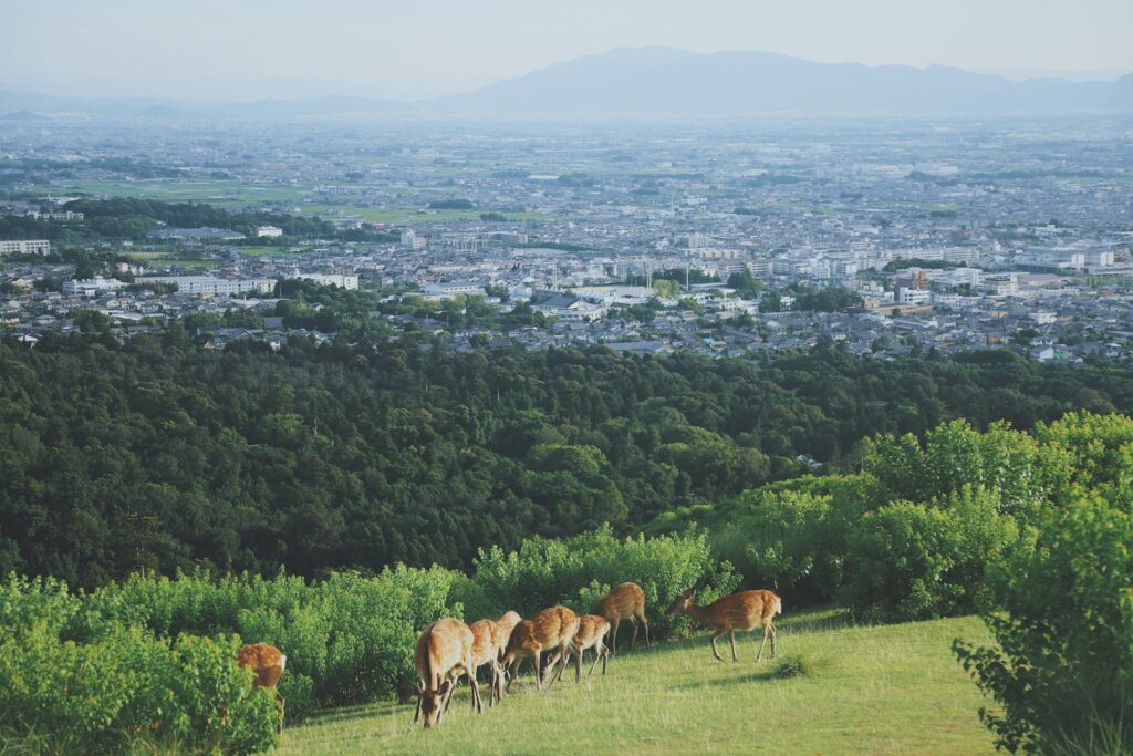 奈良の観光で見たい若草山の景色