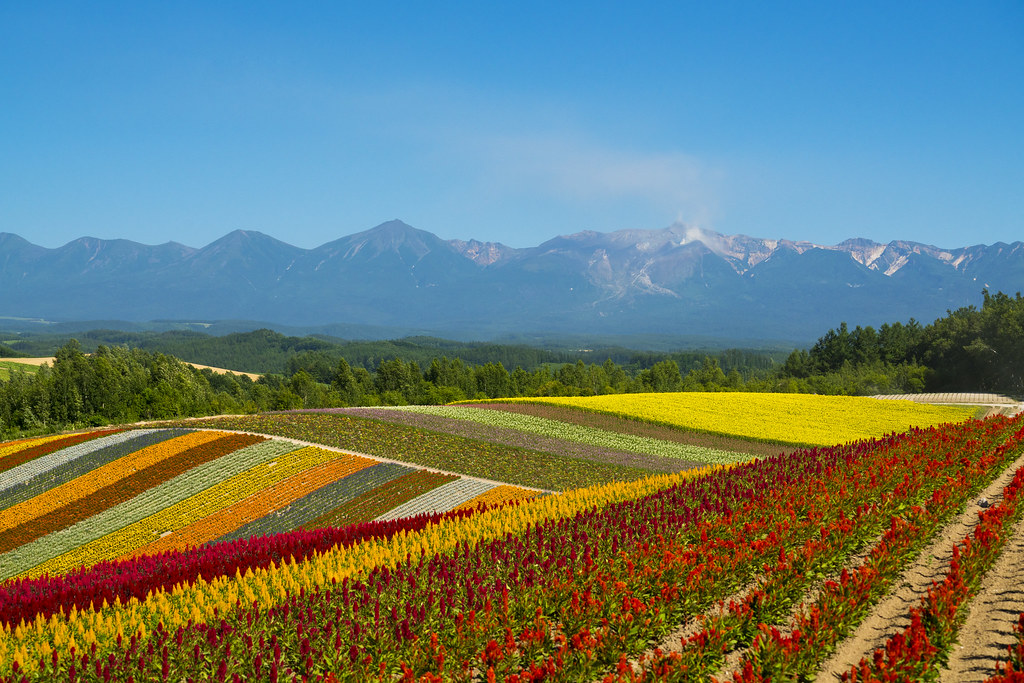 8月下旬の北海道を旅行するなら立ち寄りたい展望花畑四季彩の丘