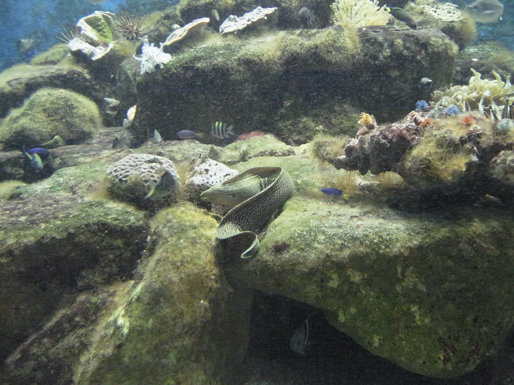 海の生き物が間近で観察できる京都大学白浜水族館