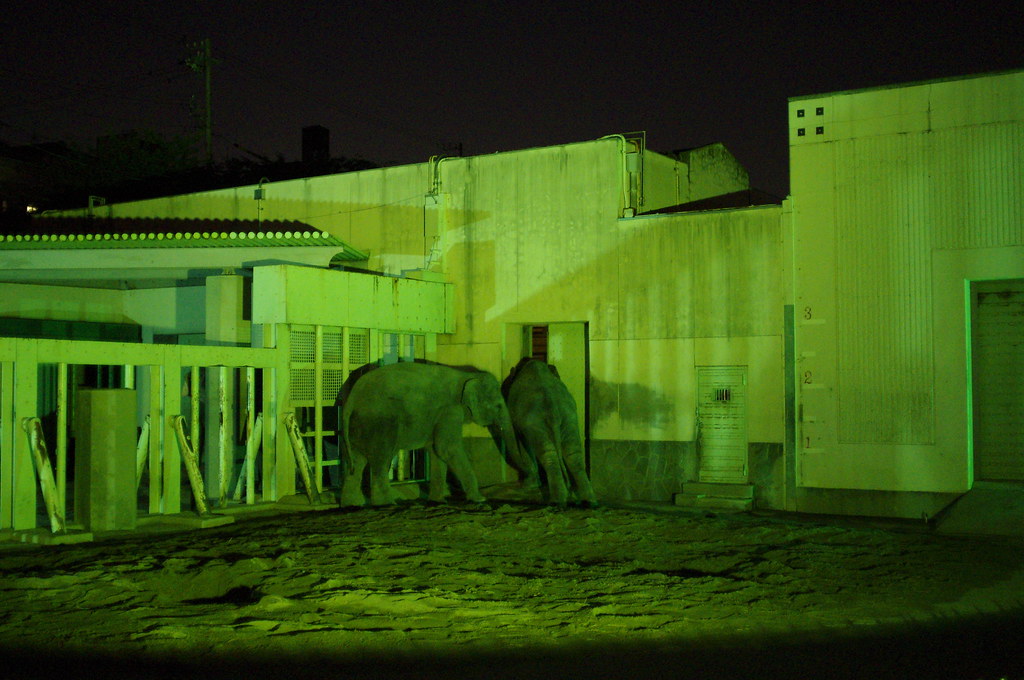 夜の東山動植物園「ナイトZOO&GARDEN」とゾウ