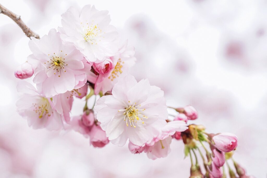 平草原公園は桜のシーズンがおすすめ