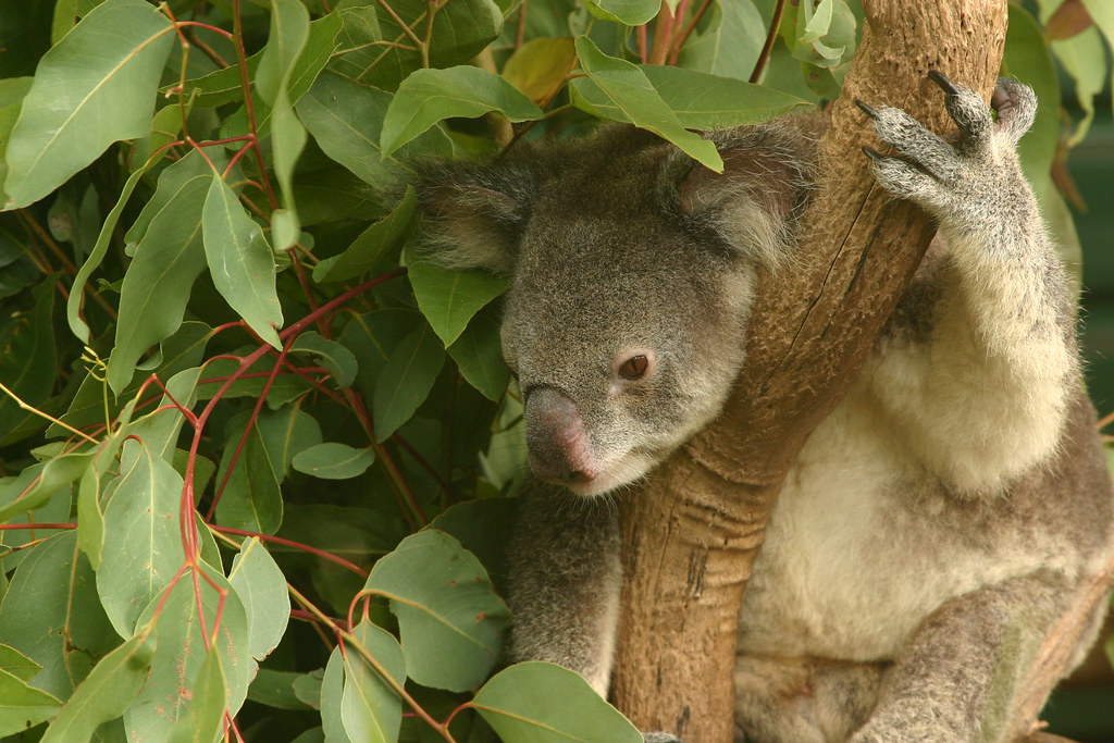ローンパイン・コアラサンクチュアリーでコアラを抱っこして写真を撮る