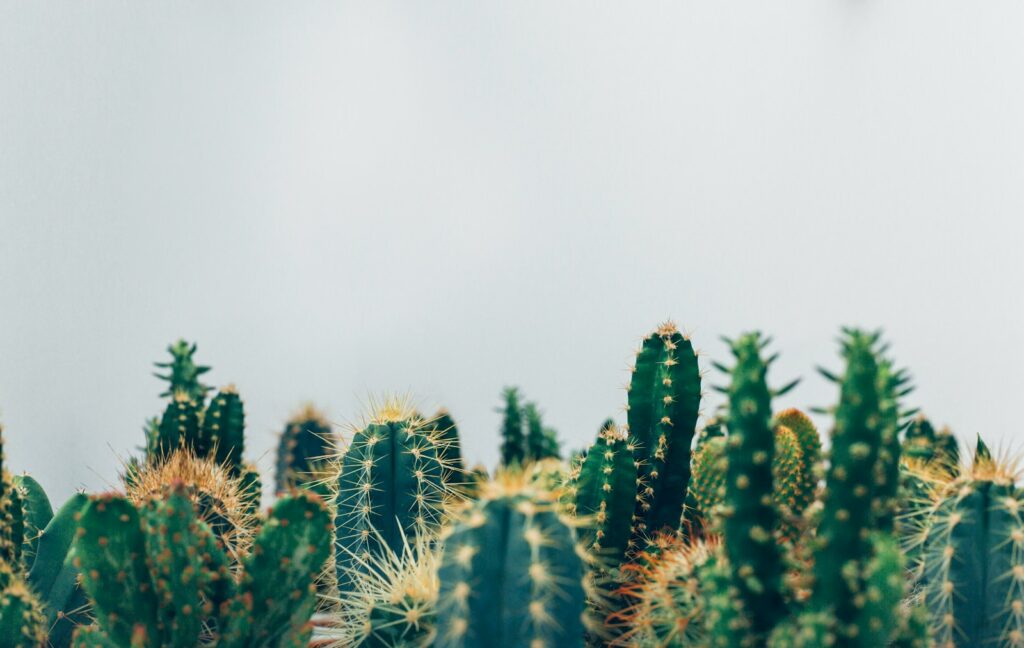 green cacti