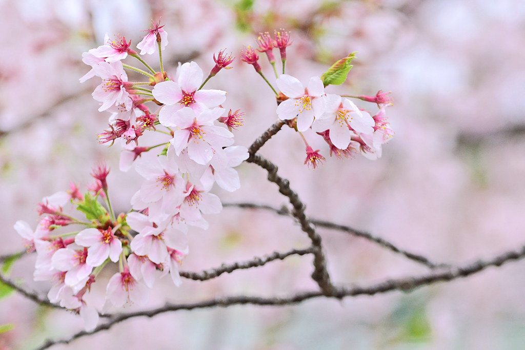 世羅町の春を彩るしだれ桜とソメイヨシノに心洗われる