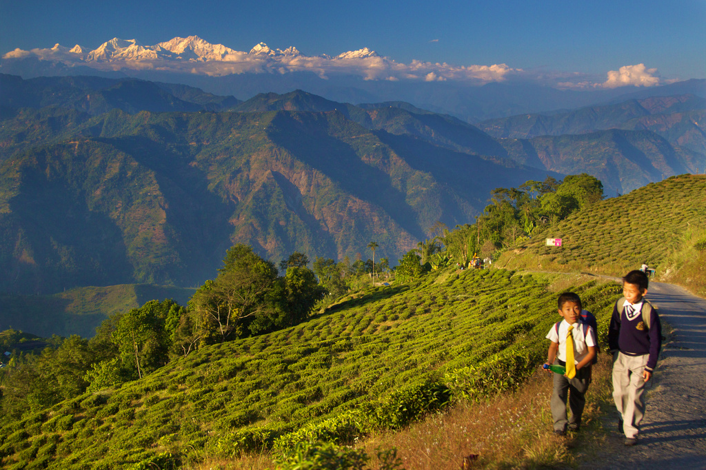 インド ダージリンの茶畑の風景