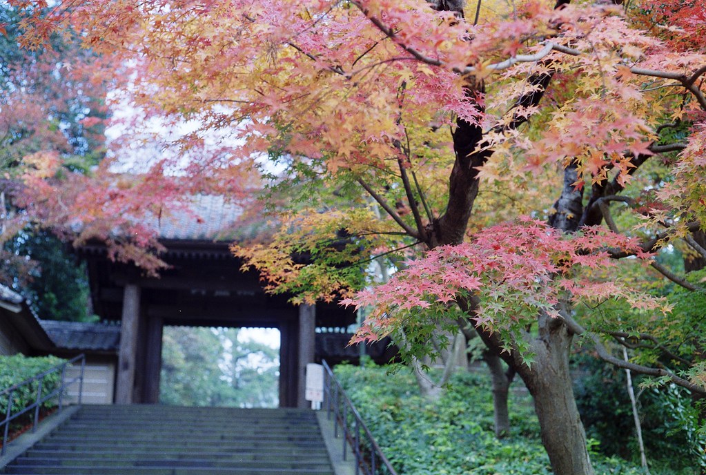 鎌倉円覚寺の秋模様