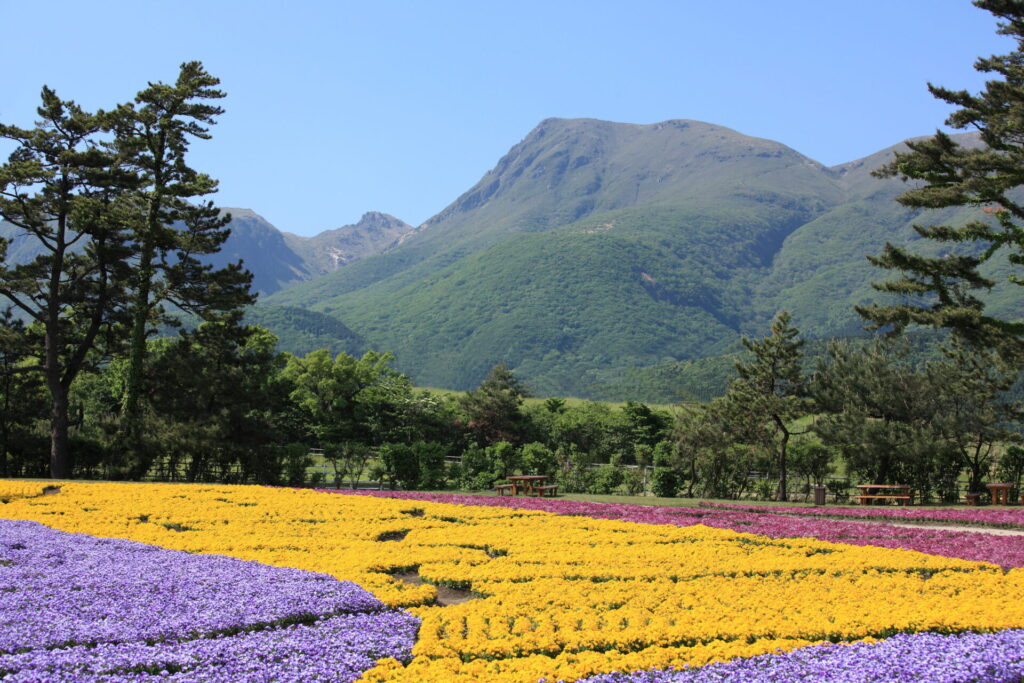 くじゅう花公園で自然と色とりどりの花を楽しむ