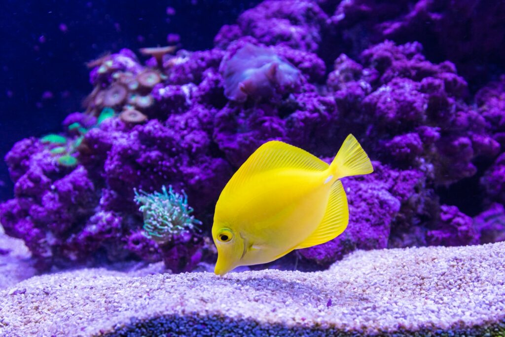 水族館の黄色い魚