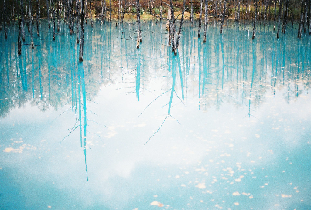 美瑛 秋の白金青い池