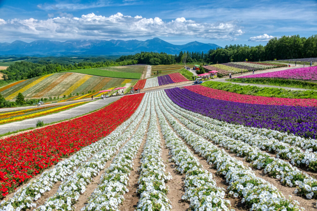 広大な花畑が広がる北海道の人気観光スポット「四季彩の丘」