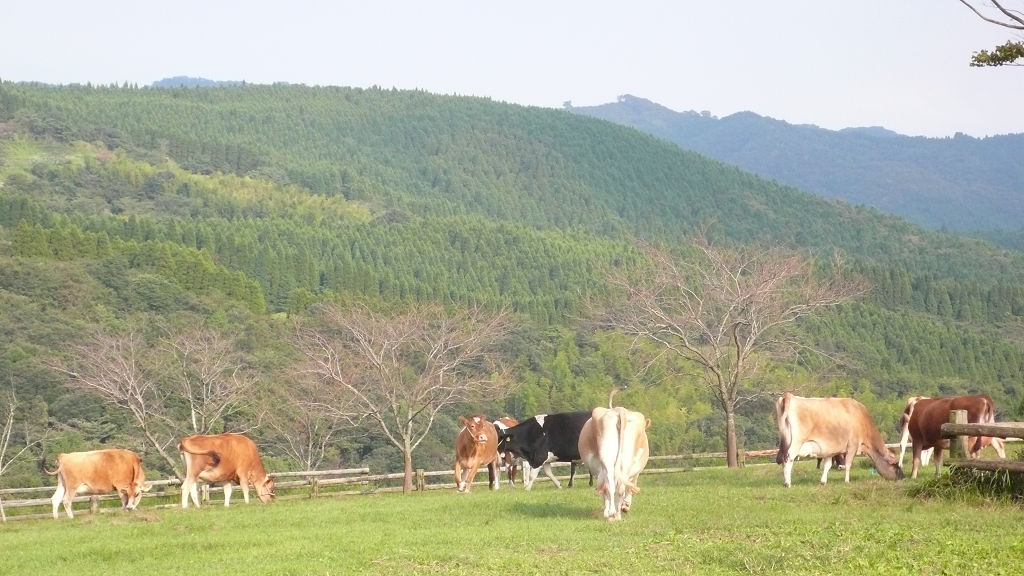 高千穂牧場にいる牛たち