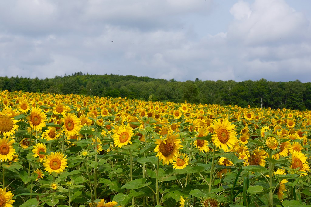 8月の三重県観光、志摩市観光農園ひまわり畑のイメージ