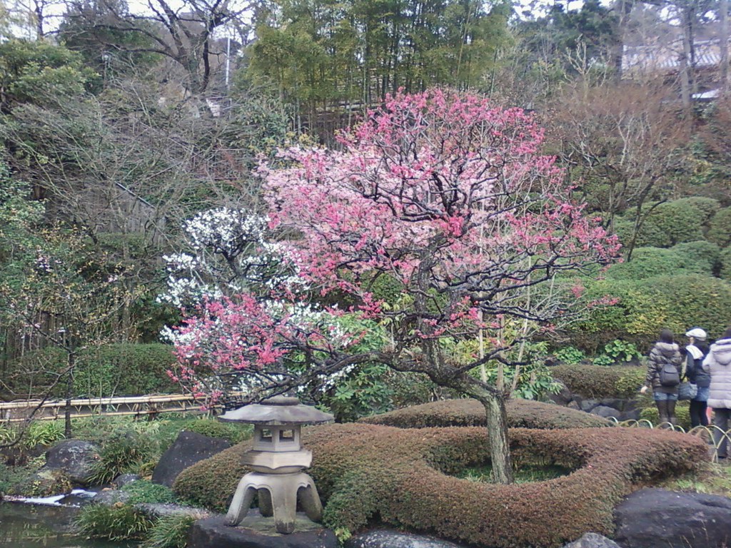 明日香村観光で見たい桜