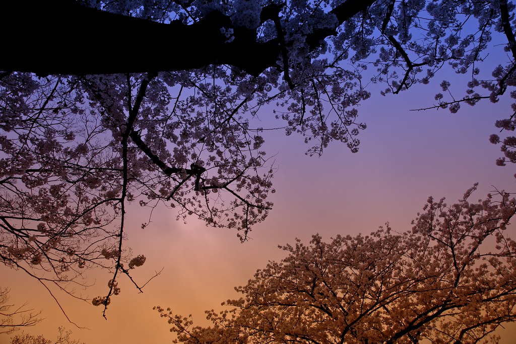 大濠公園桜の季節