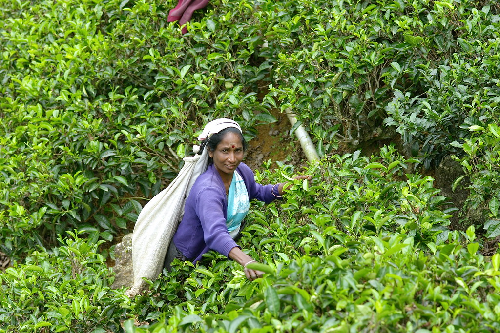 スリランカ紅茶工場見学のイメージ画像