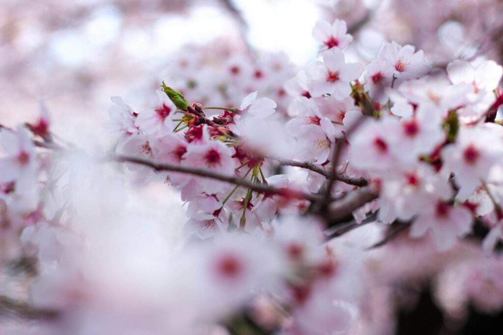 花の寺として有名な長谷寺も桜の名所