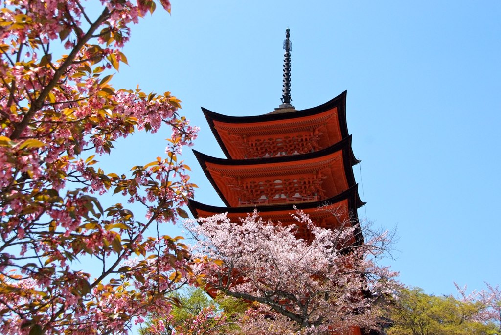 厳島の五重塔と桜