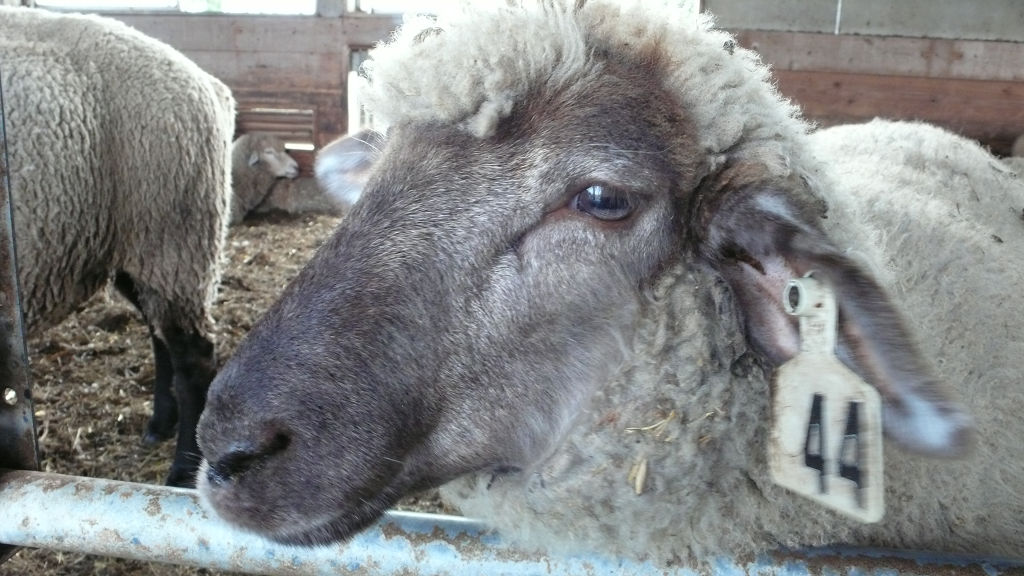 高千穂牧場で動物と触れ合い