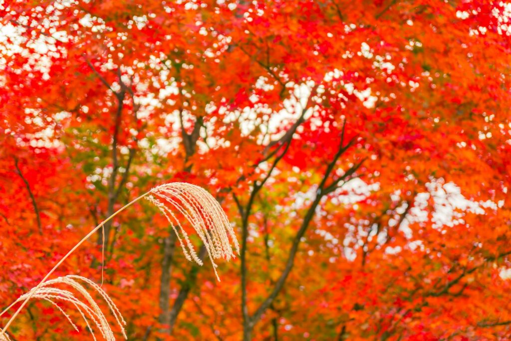 秋の紅葉の季節には、その美しさが一層際立ちます