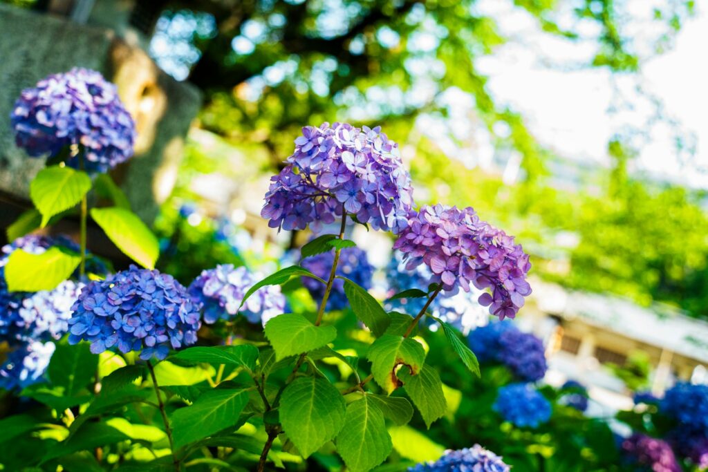 6月下旬から7月中旬は色とりどりのあじさいが魅力的